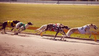 A Greyhound race in New Zealand