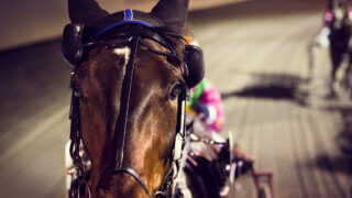 A close up of a Harness horse