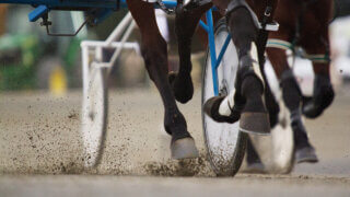 A Harness horse and sulky