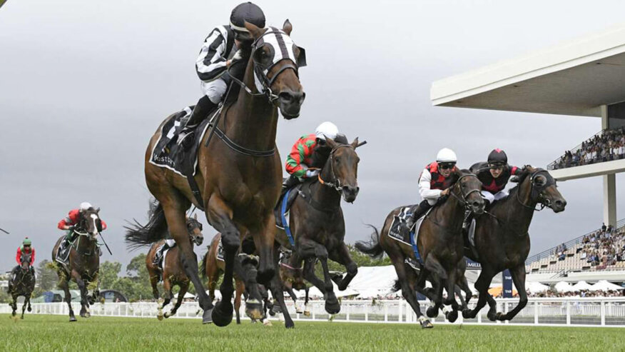 New Zealand Derby Preview