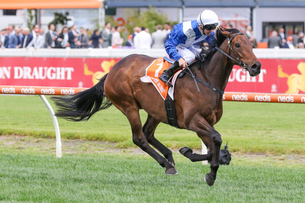 2022 Stradbroke Winner Alligator Blood (pictured in Melbourne)