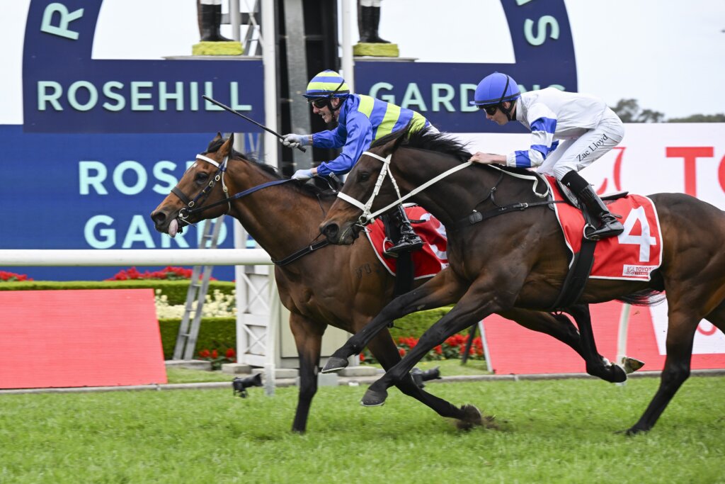Attrition winning the 2024 Hill Stakes at Rosehill Gardens