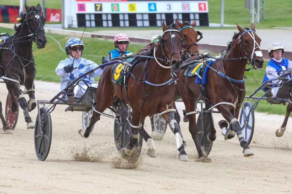 Better Knuckle Up winning the Hill Lee & Scott 'The Velocity' 3yo Mobile Pace on 15 November 2024. Photo by Race Images NZ.