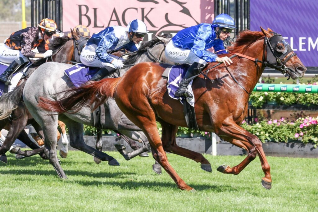 2026 TJ Smith Stakes Runners: Tentyris 