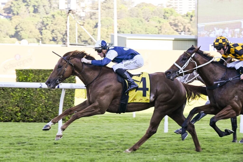2026 TJ Smith Stakes Contenders: Jimmysstar
